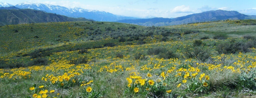 Oct. 15: Volunteer at Horse Lake - Bitterbrush Browse Protection